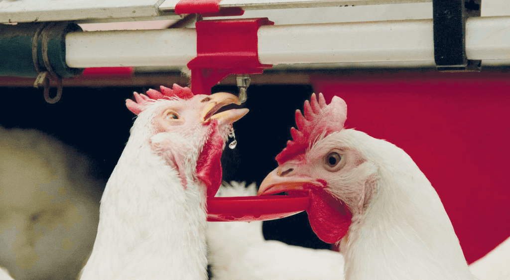 Challenging times for broilers? Phytomolecules, not antibiotics, are the answer