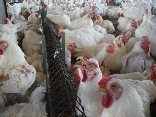 Clinical signs of respiratory disease in chickens include coughing, sneezing, and rales 