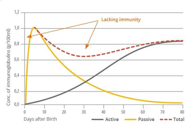 Immune status of the young pig