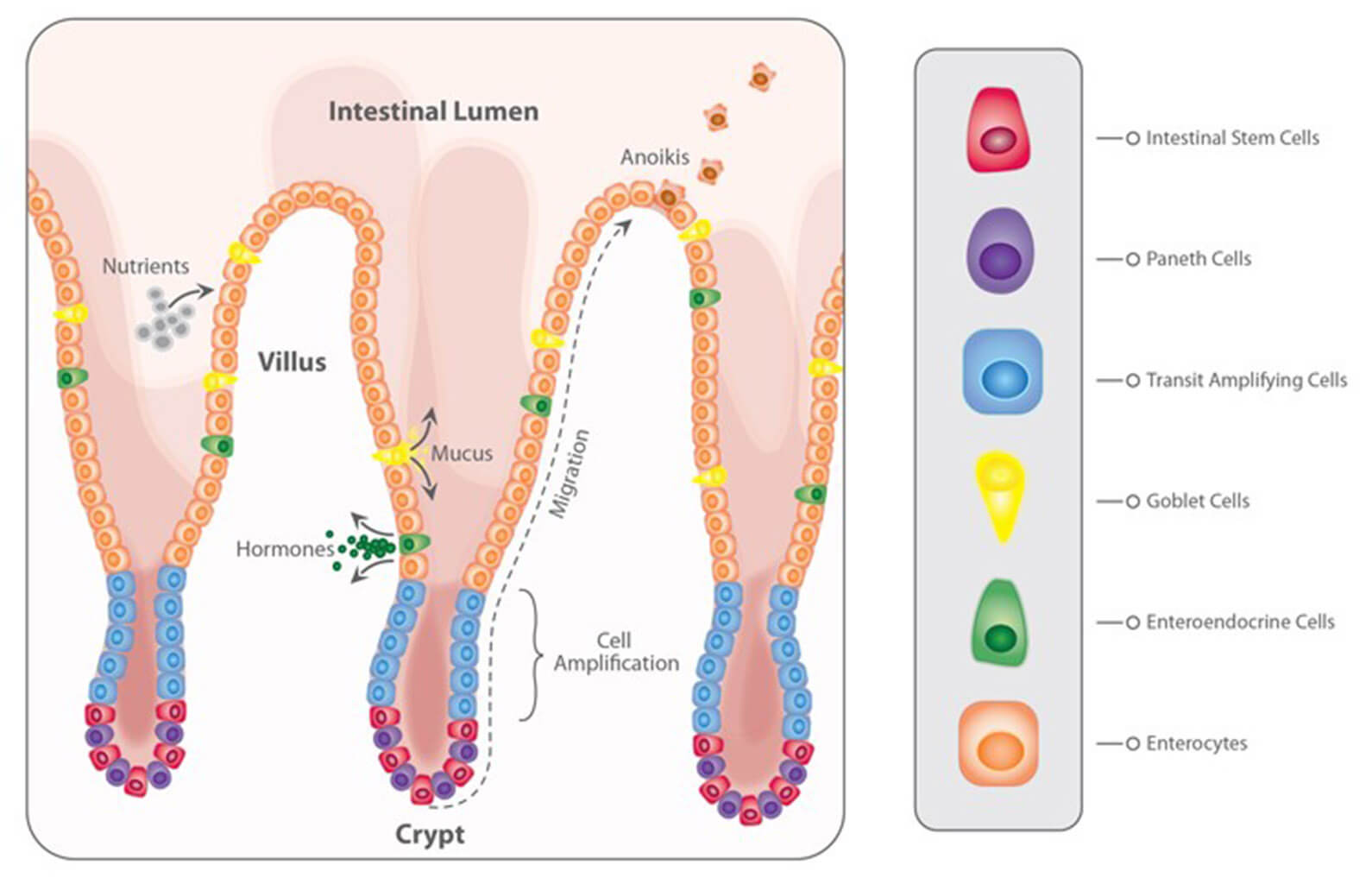 The intestinal epithelium