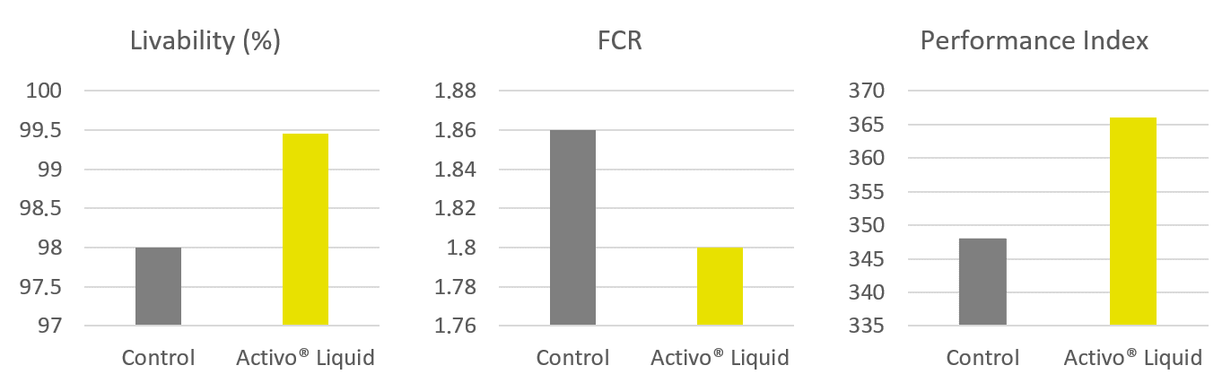 Improved broiler performance for Activo Liquid group