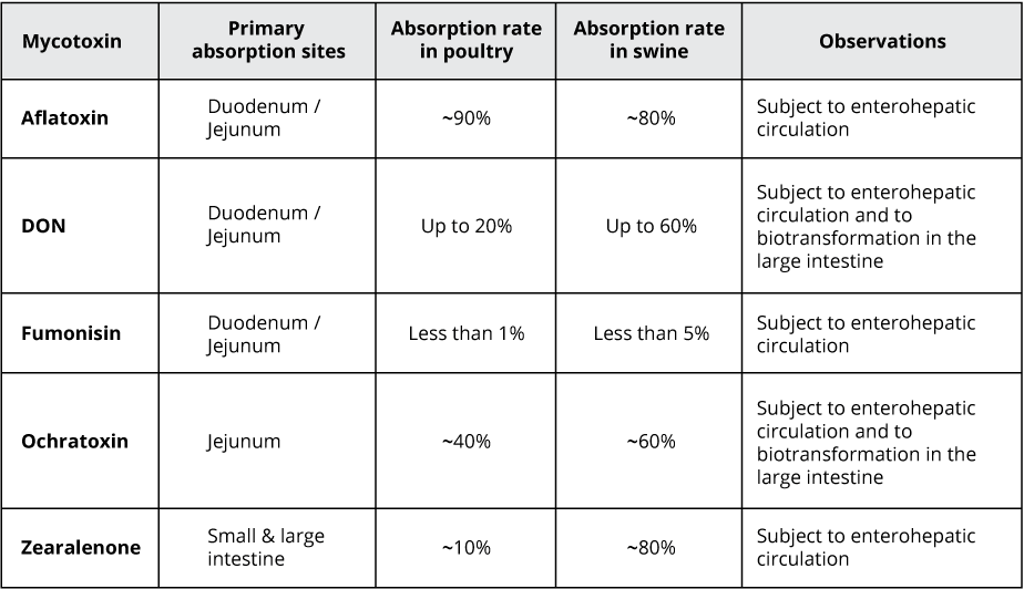 Rate and absorption sites of different mycotoxins