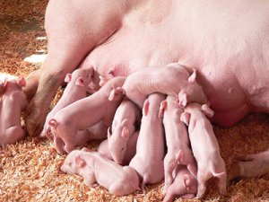 sow and piglets