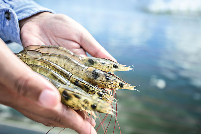 WHITE VANNAMEI SHRIMP shutterstock 110423252 website