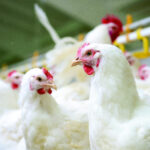The Gut: A Main Component of Poultry’s Immune System