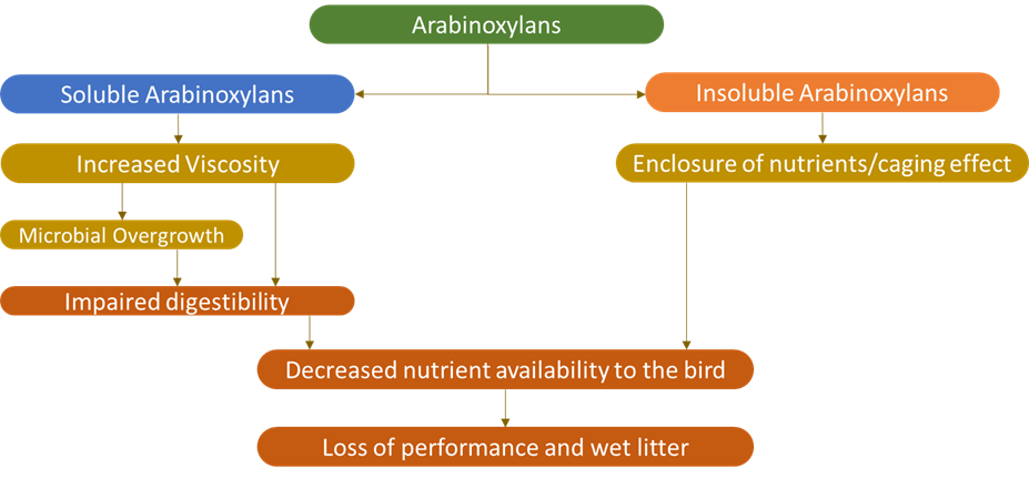 Enhancing Poultry Gut Health with Novel Xylanase: A Sustainable Path to Reduced Antimicrobial Use