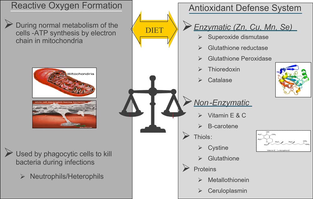 Balance Between Reactive Oxygen