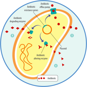 Bacteria spread their ability to resist 