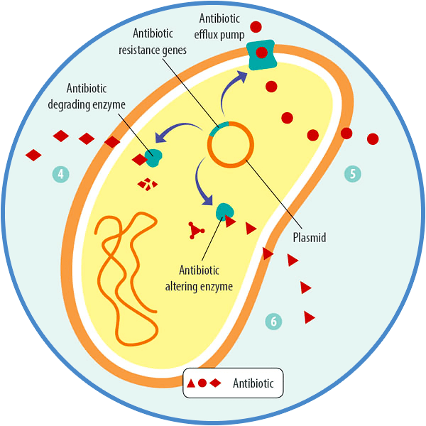 Two pandemics. How antimicrobial resistance will eventually overshadow  COVID-19 - EW Nutrition