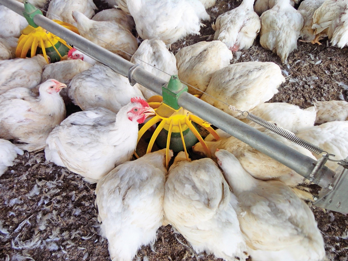 develop phytogenic feed additives for chicken 