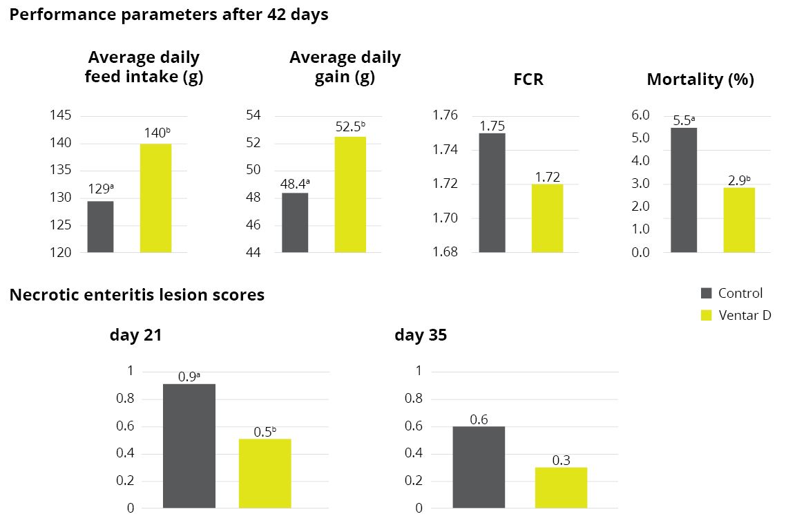 Necrotic enteristis lesion scores 