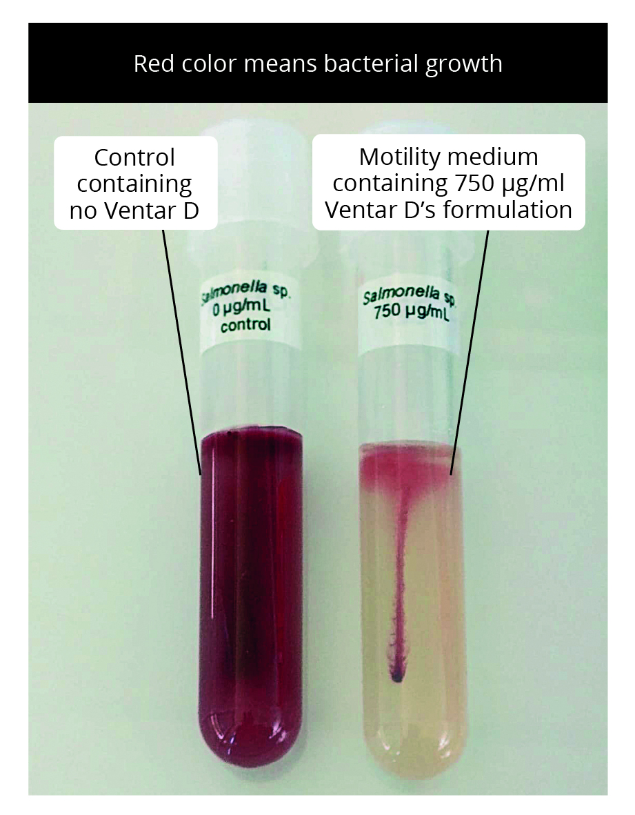 S. enterica motility test