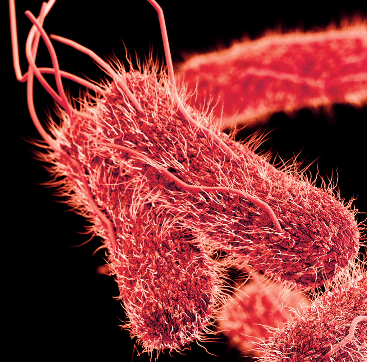 Salmonella facilitates control