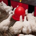 BROILER PIC Aviagen Drinking Stable