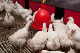 BROILER PIC Aviagen Drinking Stable