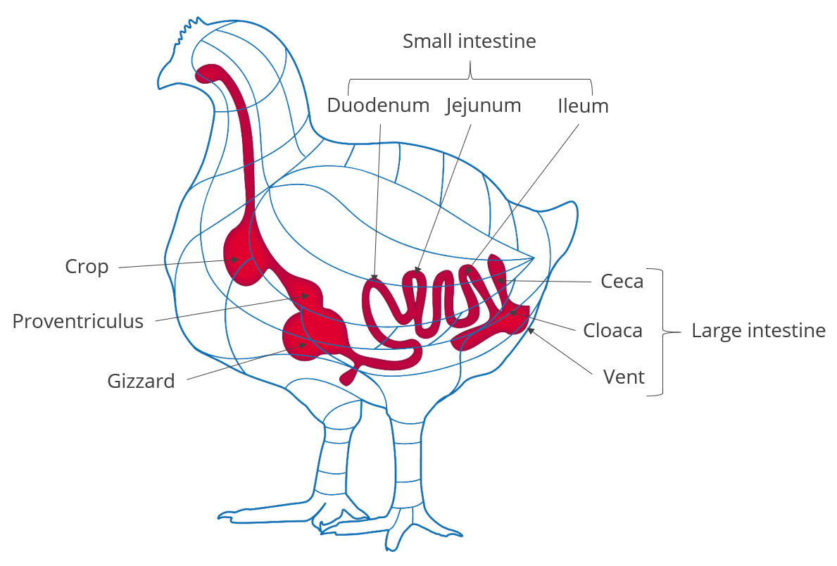 Schematic overview of poultry gastrointestinal tract