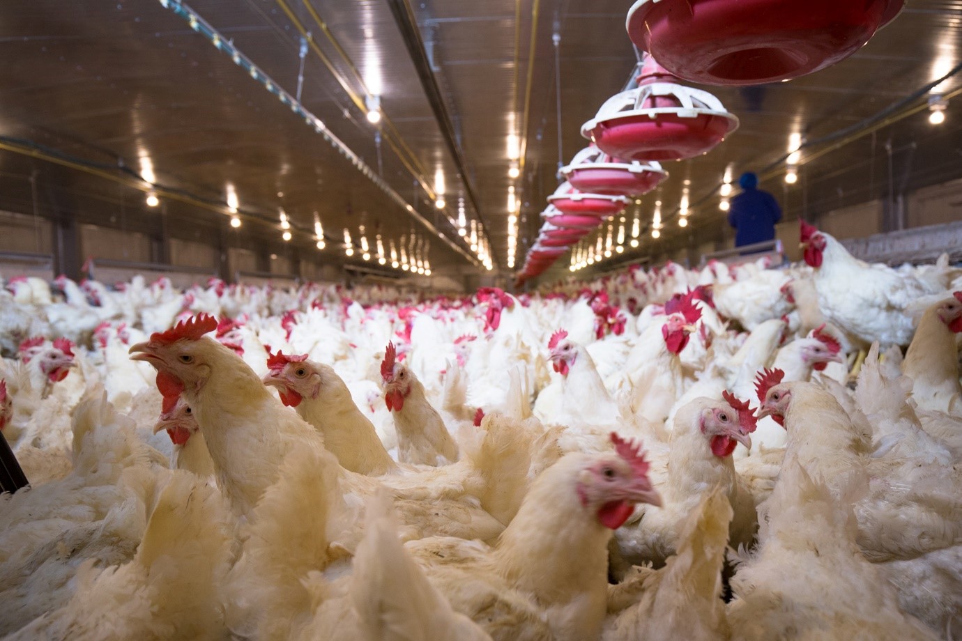 Gut health management is key to sustainably improve poultry performance