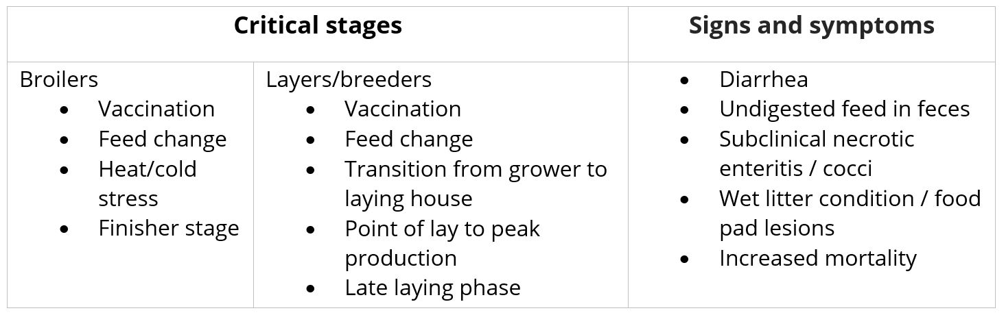 Critical stages for gut health issues in poultry birds