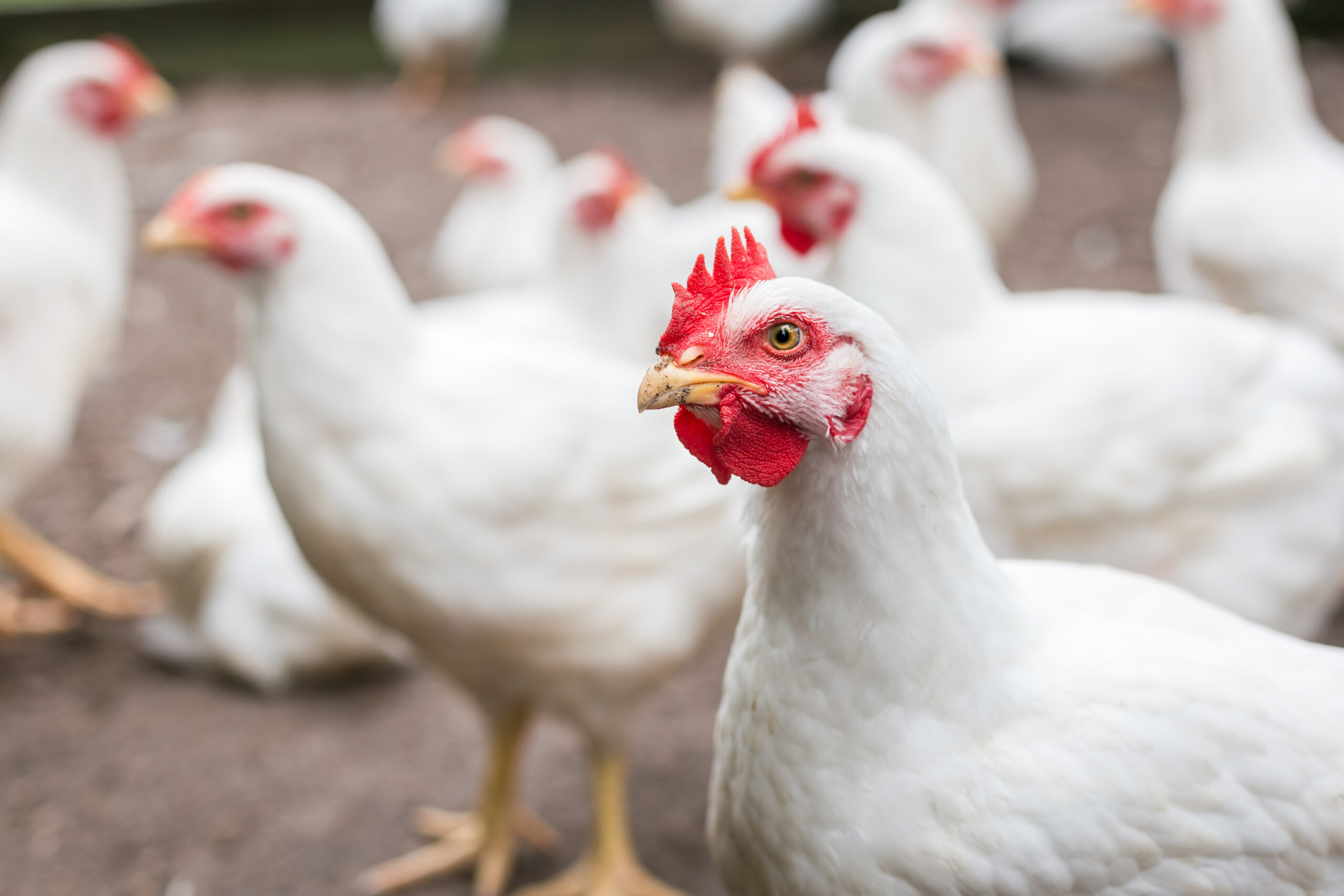 How to achieve sustainable antibiotic-free broiler production | EW ...