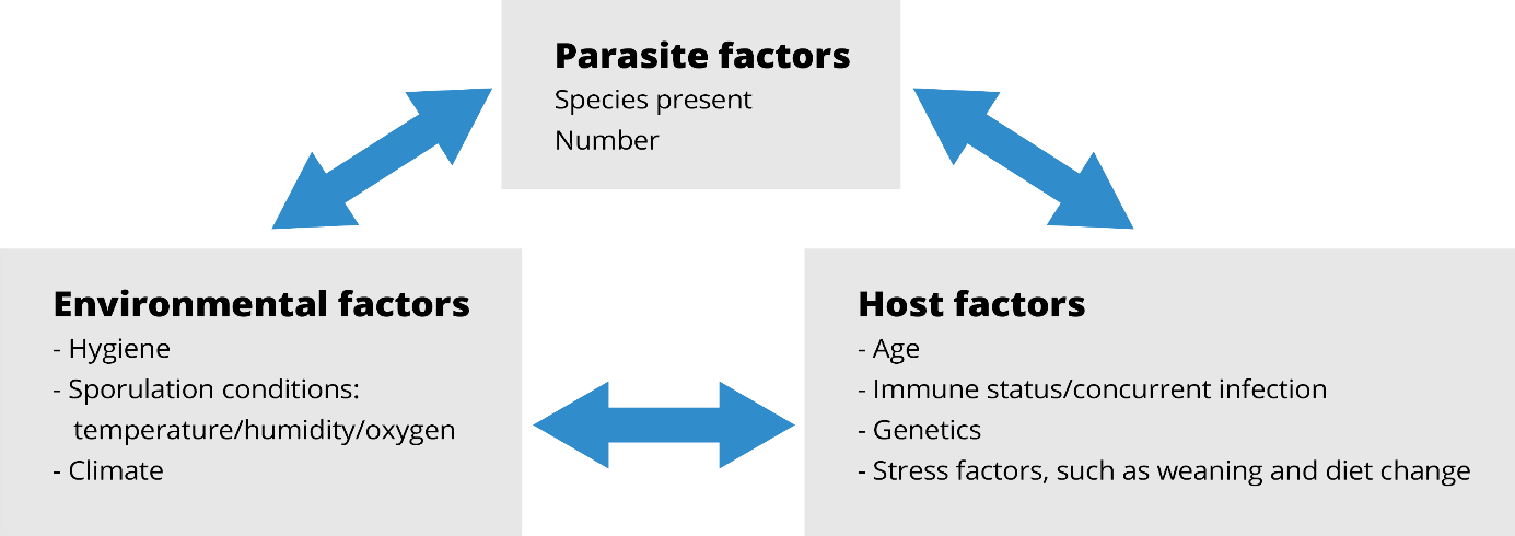 Interaction of factors that promote coccidia outbreaks