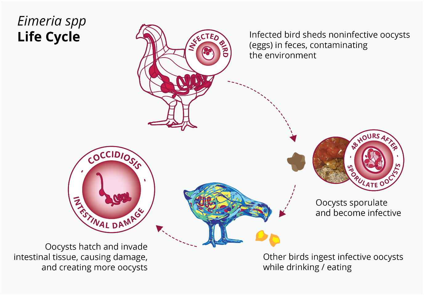 Eimeria spp. life cycle