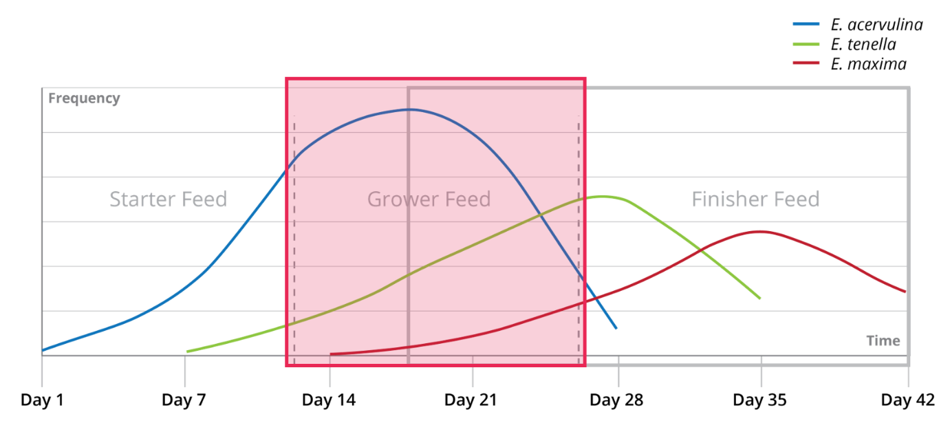 Typical development of a coccidia infection in relation to broiler feed phases