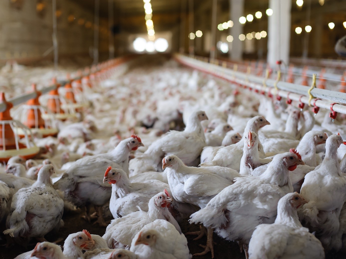 Coccidiosis control in poultry operations needs to include rigorous monitoring