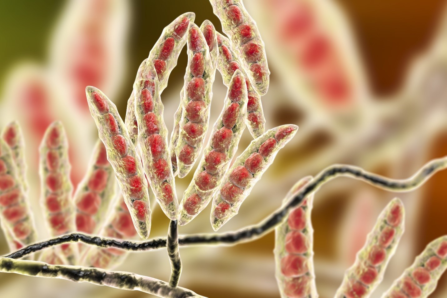 Feed-contaminating Fusarium species produce mycotoxins such as trichothecenes, zearalenone, and Fumonisin.