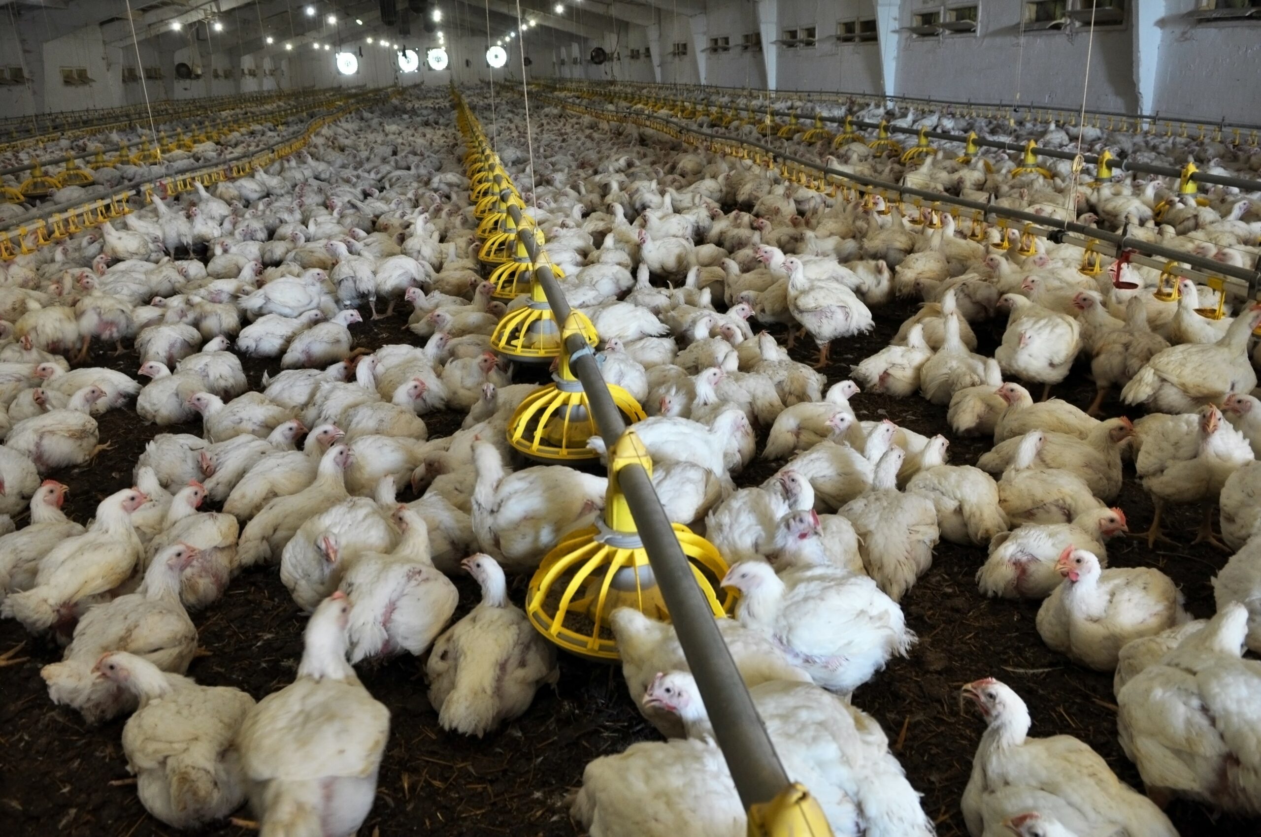 Investigation reveals 'free range' chickens come in flocks of 36,000 birds