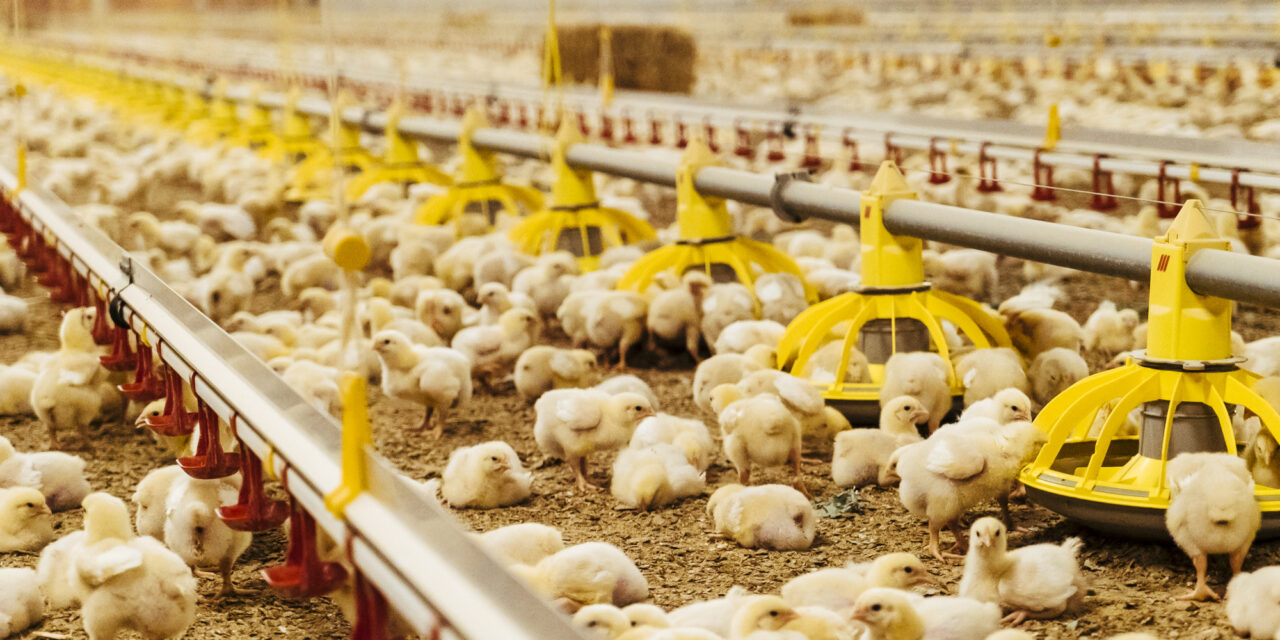 Broiler production