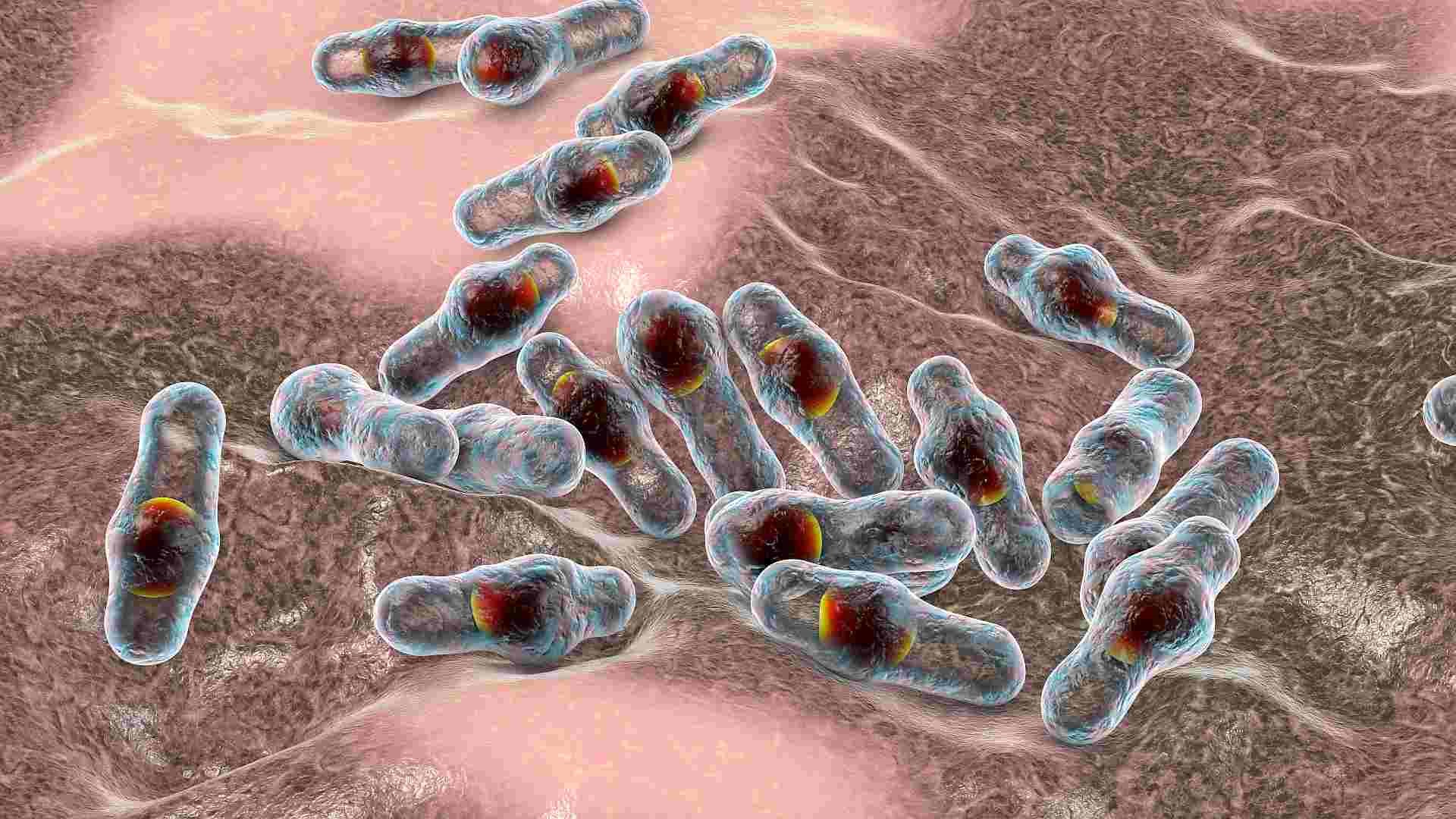 Limit Clostridium perfringens growth