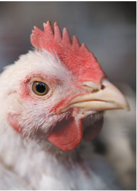 Why ABF poultry producers need to invest in pullet rearing