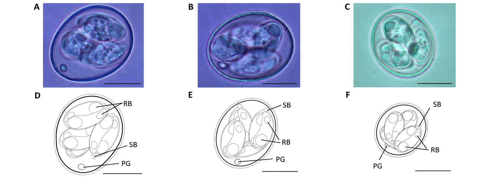 Beyond the classic seven: New Eimeria species in poultry – and the phytogenic solution