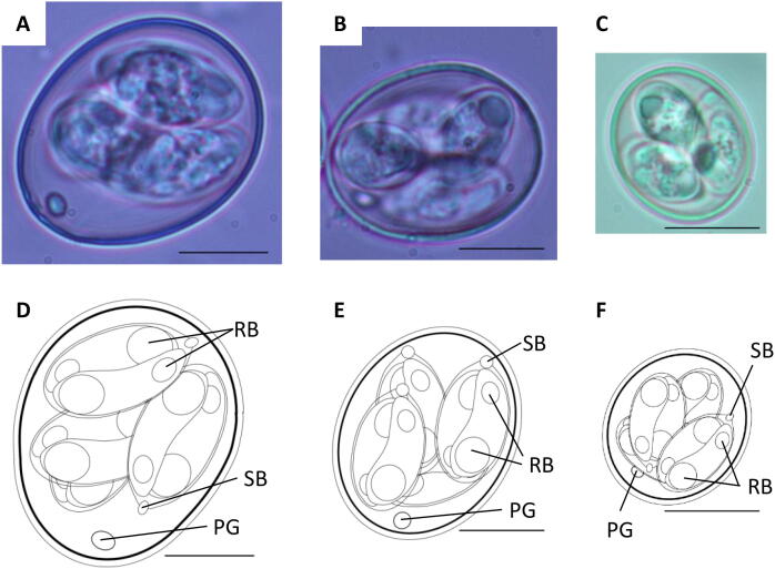 Sporulated Oocysts