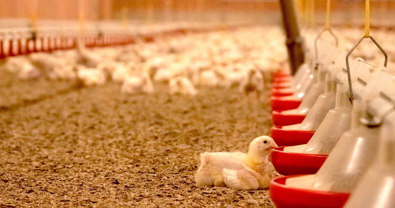 Policosanol (Triacontanol) manufacturer Policosanol (Triacontanol) manufacturer