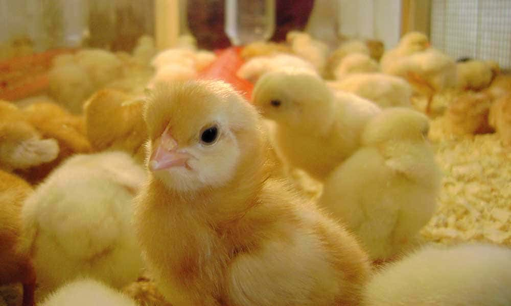 Poultry Genetics