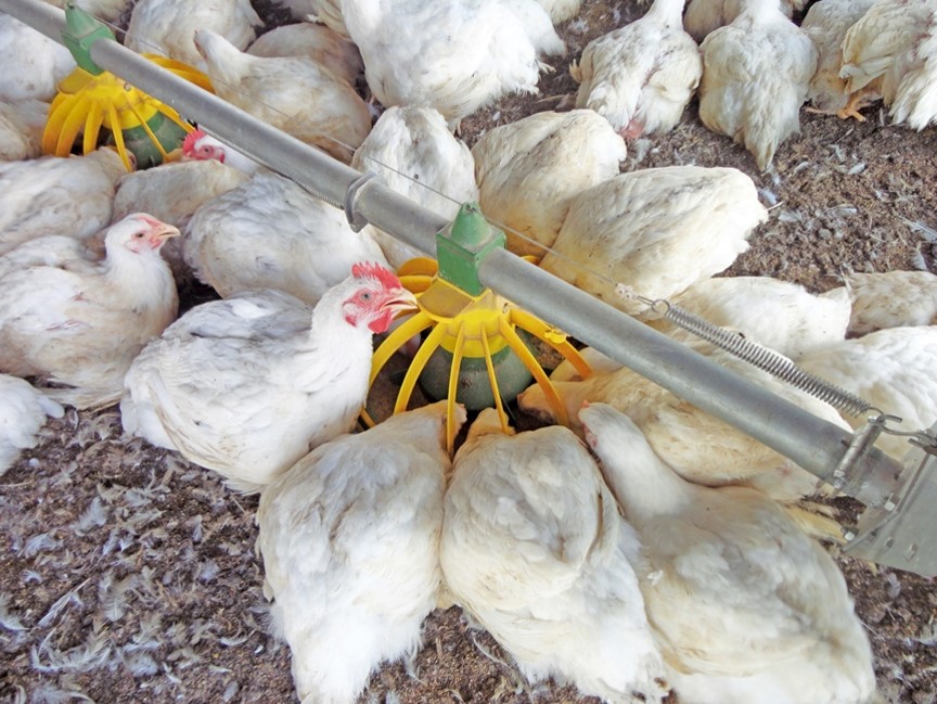 Dietary modulation of gut microflora in broiler chickens: a review of the  role of six kinds of alternatives to in-feed antibiotics, World's Poultry  Science Journal