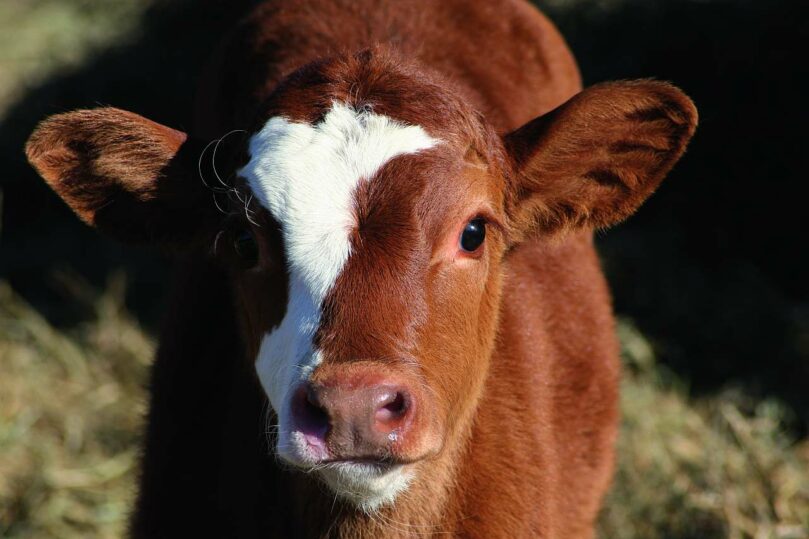 Diarrhea in calves Causes, consequences, prevention EW Nutrition
