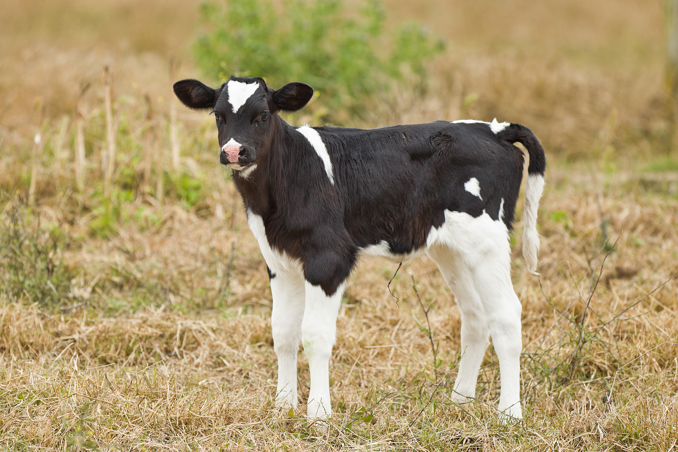 calves in case of diarrhea