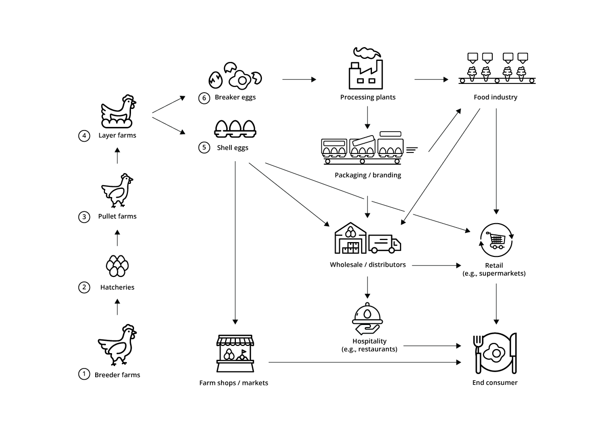 egg supply chain