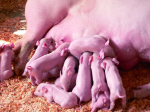 piglets suckling