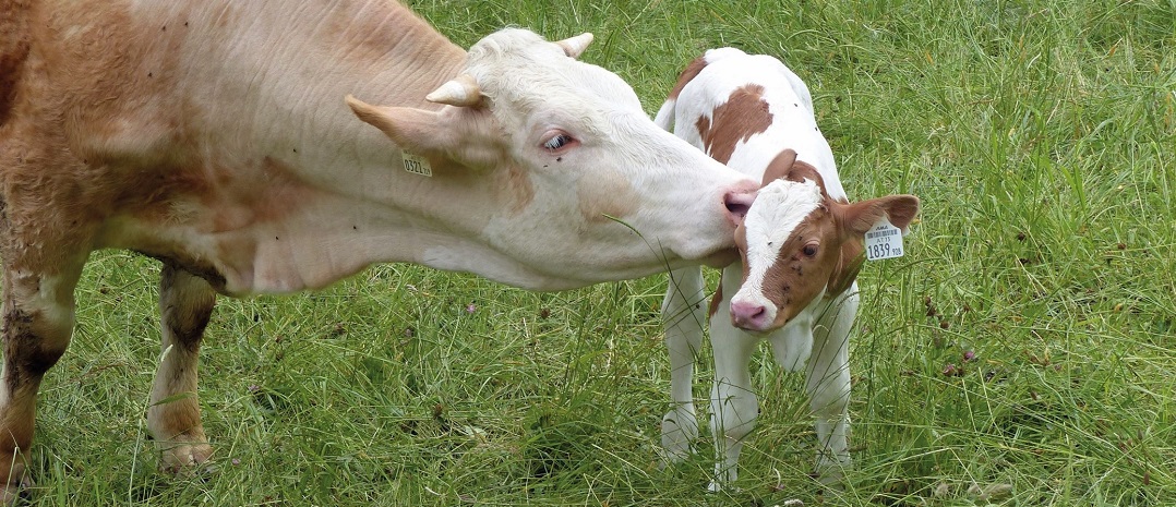 Dairy cow and calf on meadow