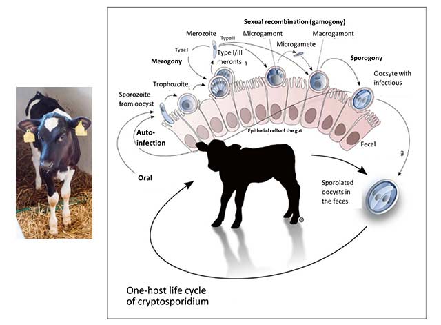 Header Calf En