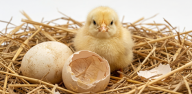 Hatched Chick