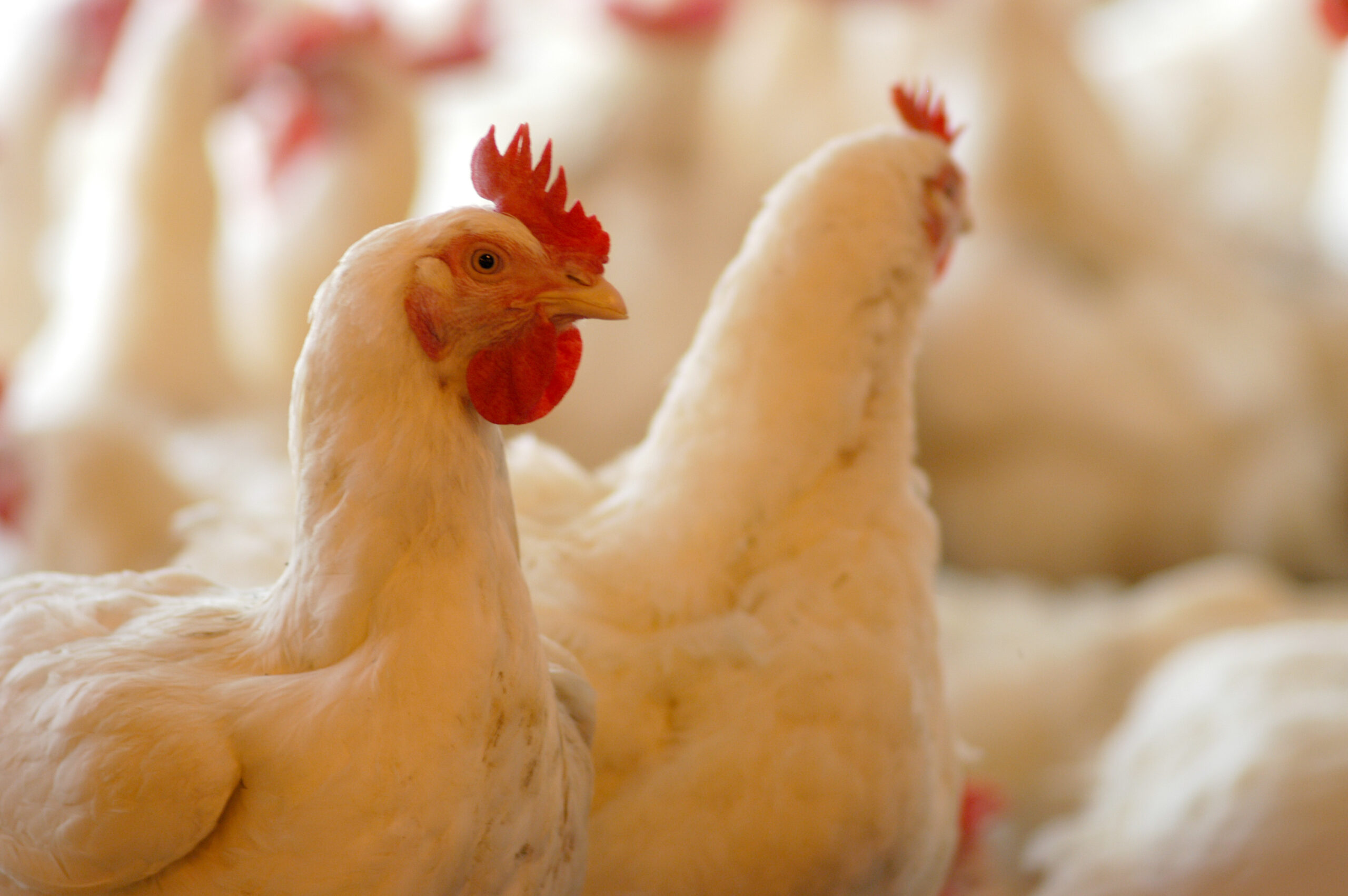 poultry poultry scaled