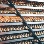 Shutterstock Hatchery Eggs