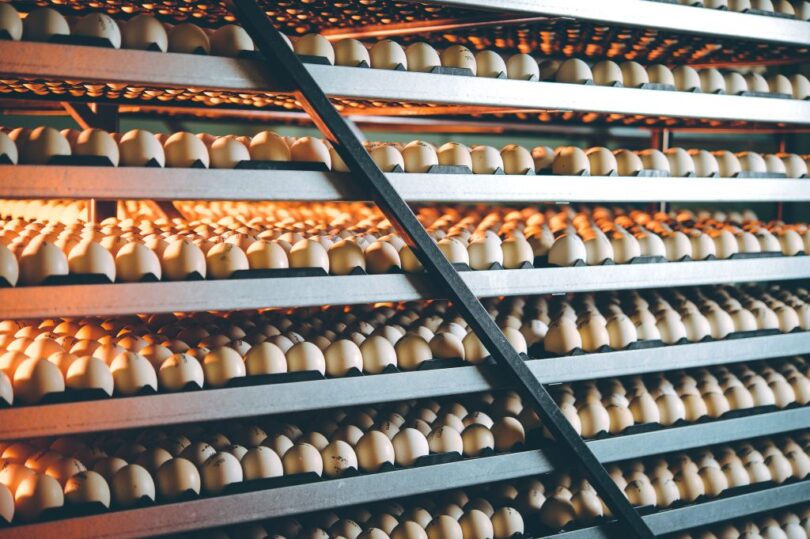 Shutterstock Hatchery Eggs