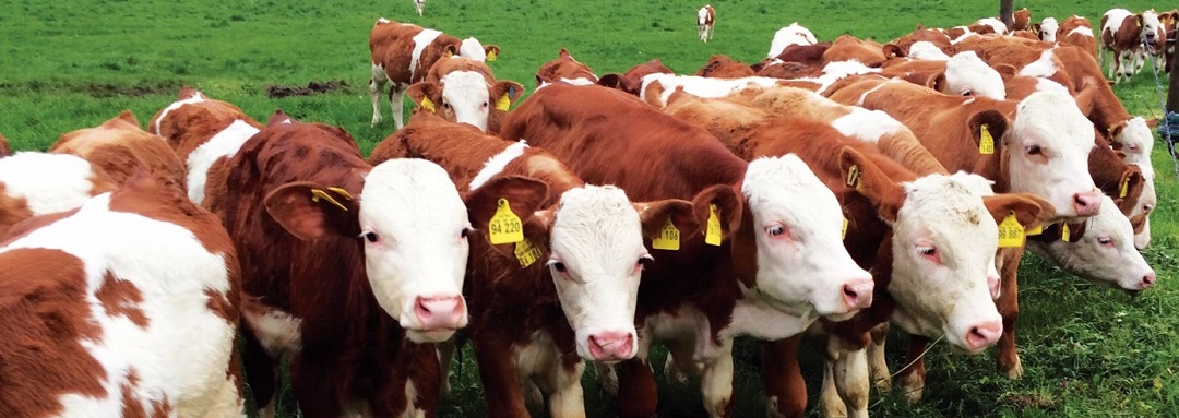 Group of brown calves