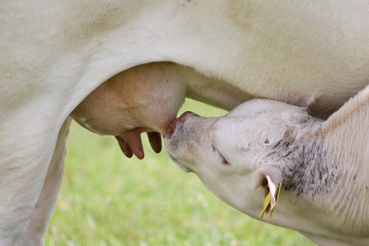 Calf drinking from cow