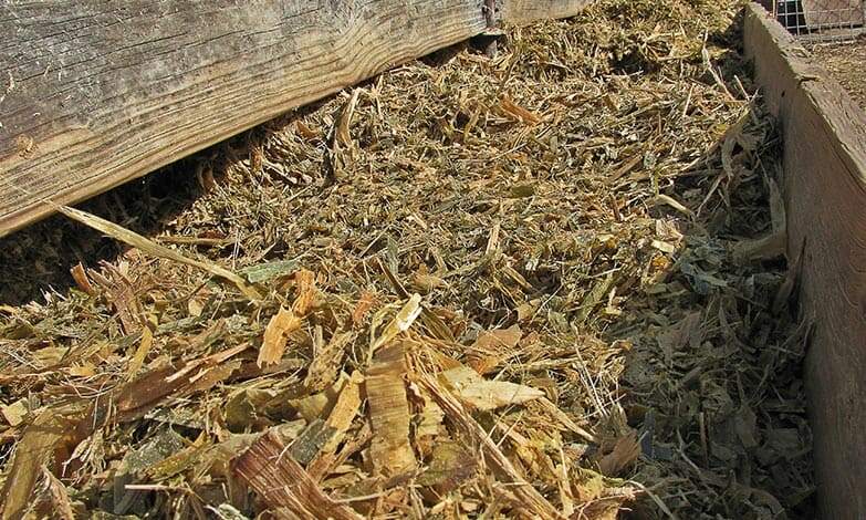 Corn Silage